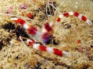 chatoyants