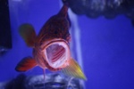 azjohnny