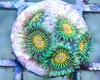 palytoxin