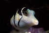 Toby the Puffer