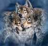wolfdaddy