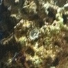 305ReeFer