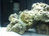 Reefermike420