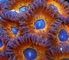 Frag4aLivin