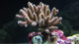 NanoNoob