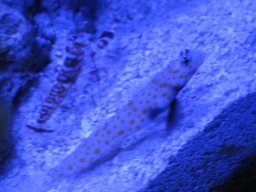 chum