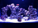 Coffin Worm