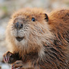 Mudbeaver