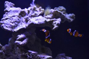 Reef_Ninja