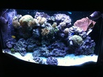 Mikey'sreef