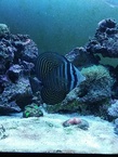 CBSurfrider