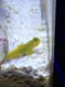 LehnerTanks