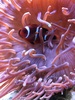 RareTang
