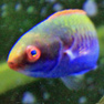 gabyZune