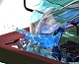 herring_fish