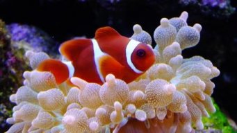 TankCla