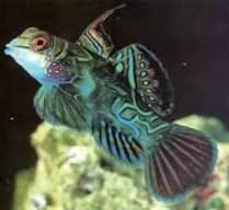 Reef_Freak