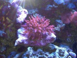 oceanfreak09