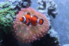 WSA_ReefZone