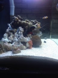 Pep's abode