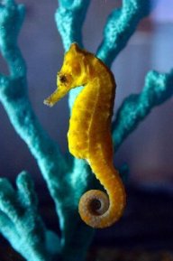 Hippocampus