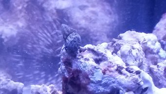 REEFerMADNESS88