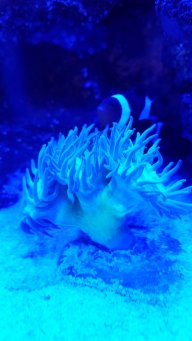 Tristan's Nano