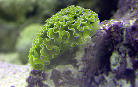 Zoa Te