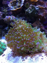 PittsburghReefTank12