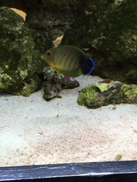 Lovemyreef2015