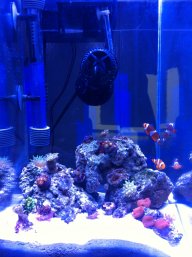 rainbowreef