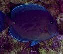 FlaReef