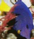 Phil5613