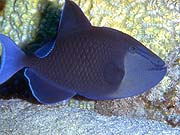 SS_Minnow
