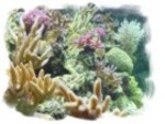 acropora