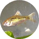 bpayh