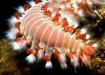 acenia