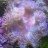 Elegance coral