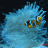 Reef Ghost