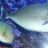 fishcrazy