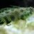 Dragonet