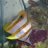 reef84