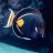 Newreef15