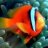 Sean_Clownfish
