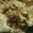 thepanfish