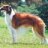 sgborzoi