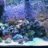 ReefWizard