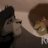 Kovu