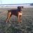 tazboxer