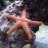 starfish2217